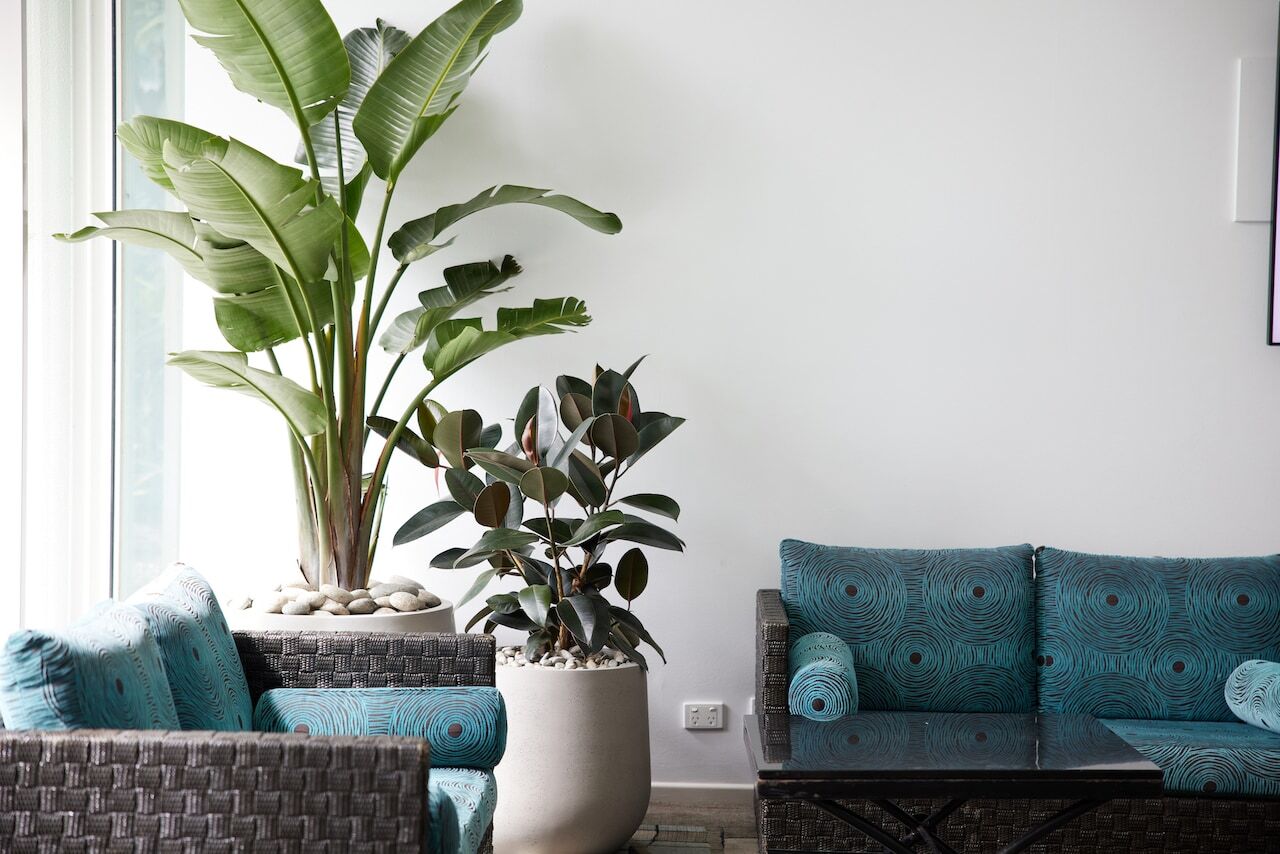 Two stylised floor plants next to blue couches at Mooloolaba office