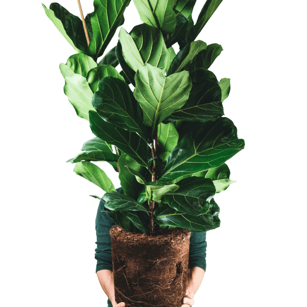 Fiddle leaf fig