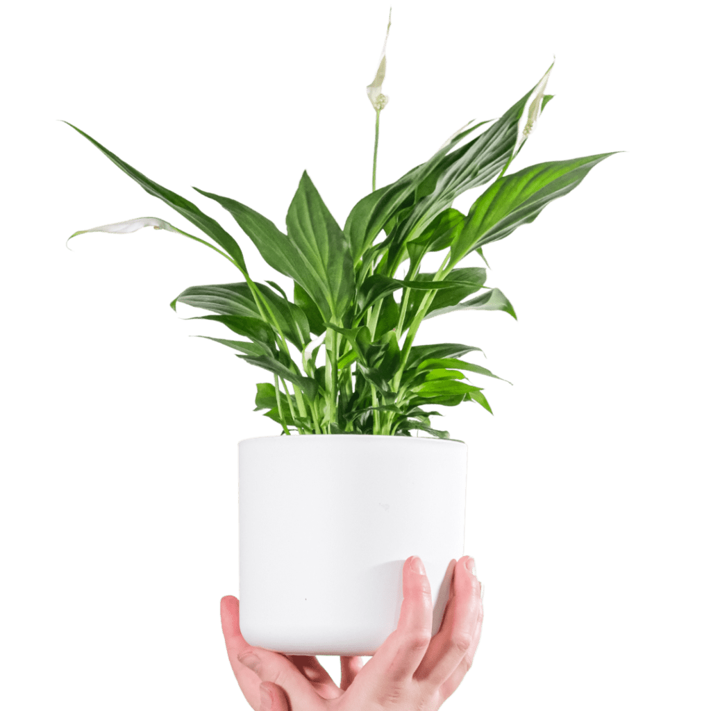 Peace lily plant