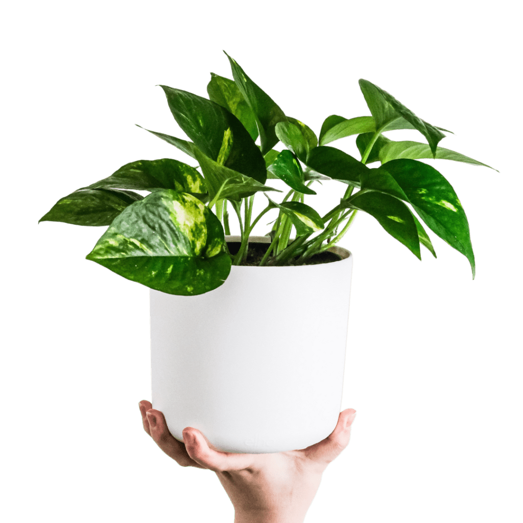 Pothos plant