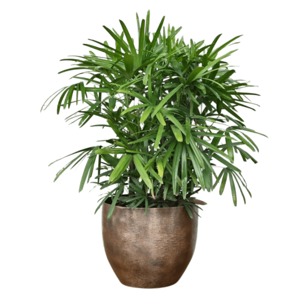 Rhapis palm plant