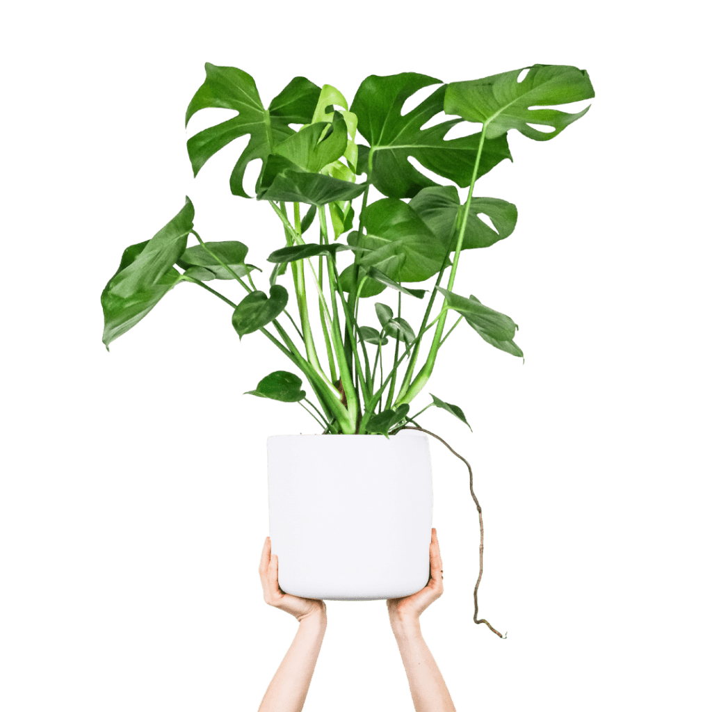 Monstera plant
