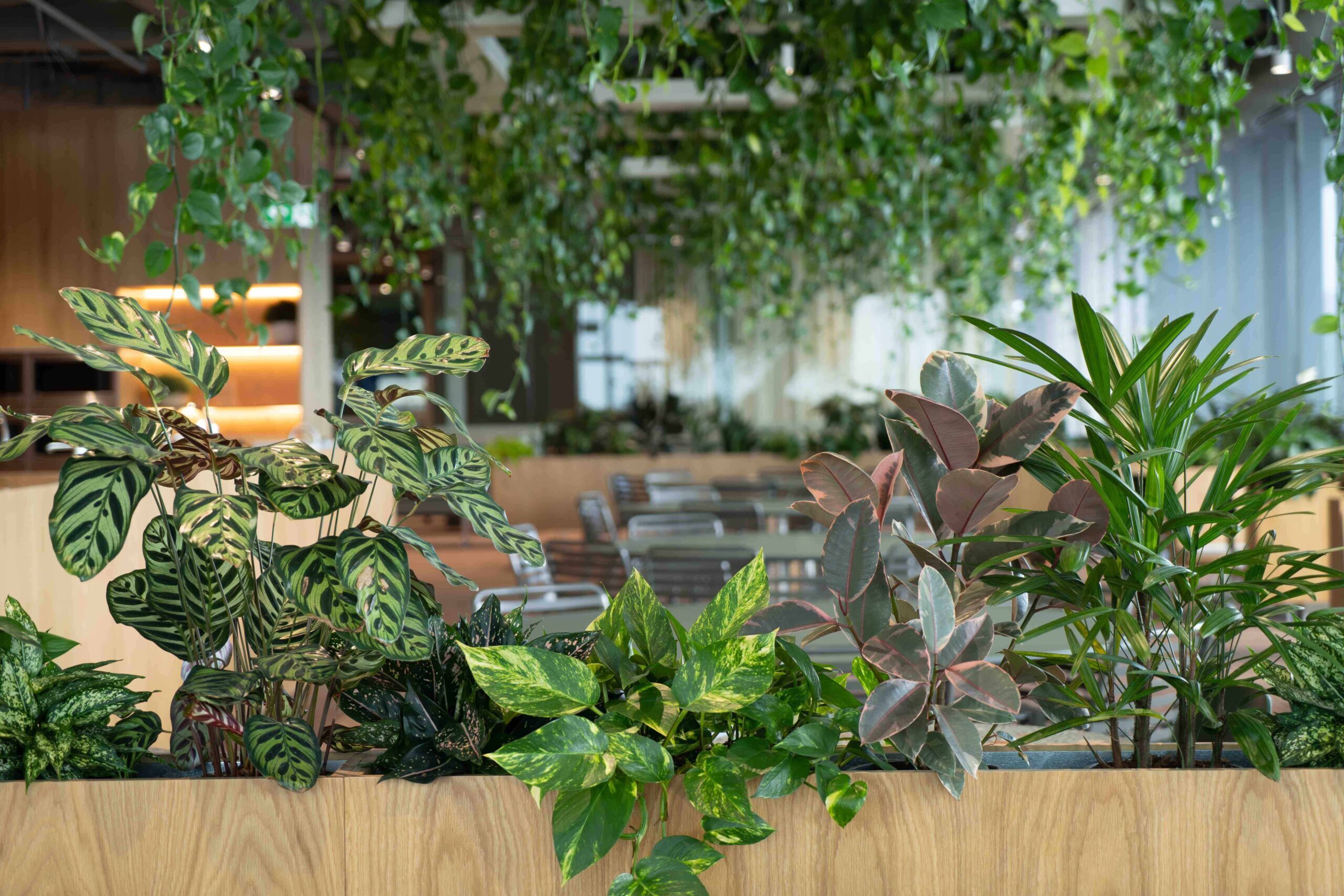Biophilic office Brisbane CBD