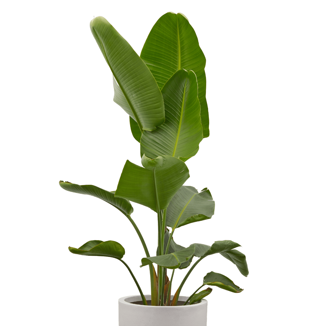 Strelitzia Nicolai plant