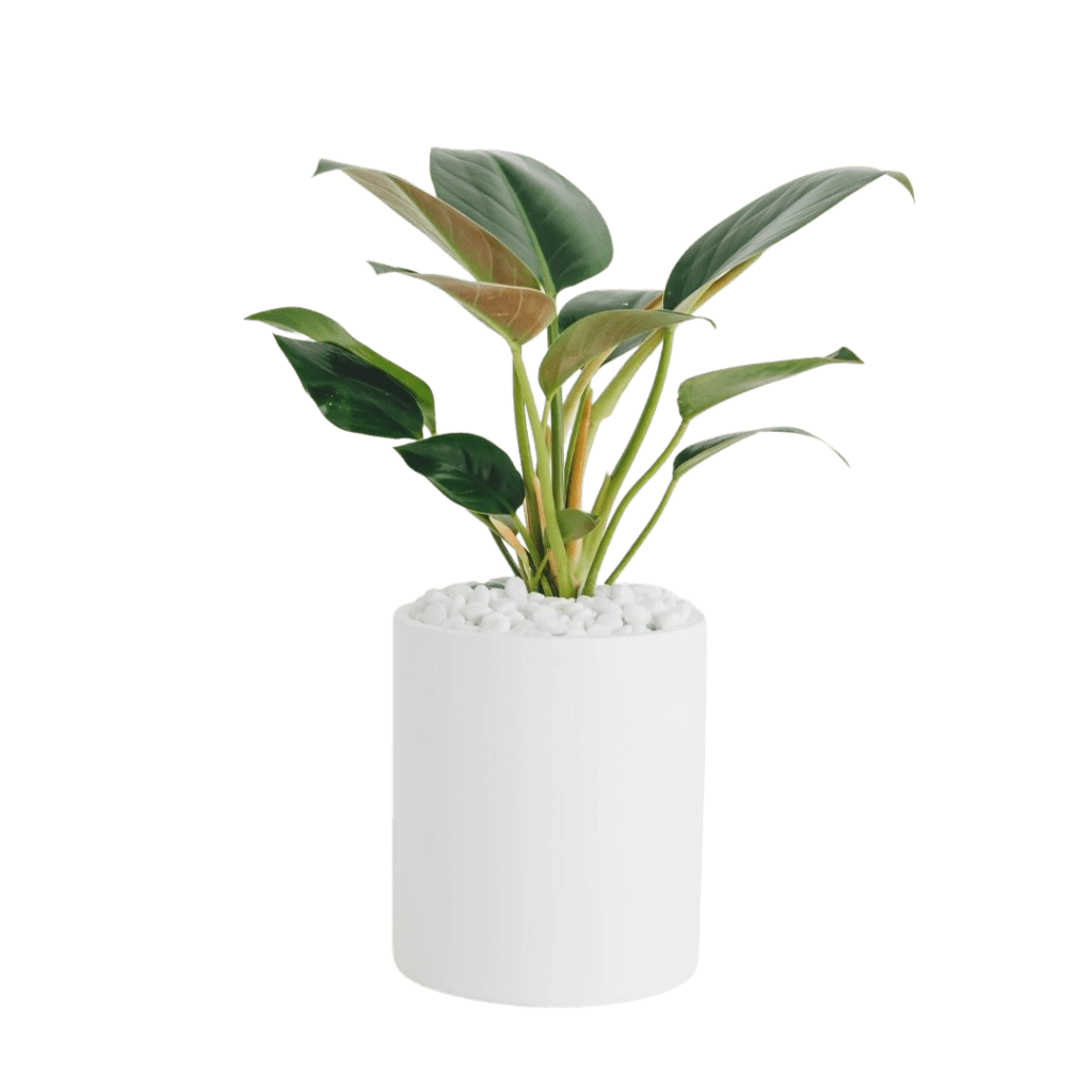 Philodendron congo plant