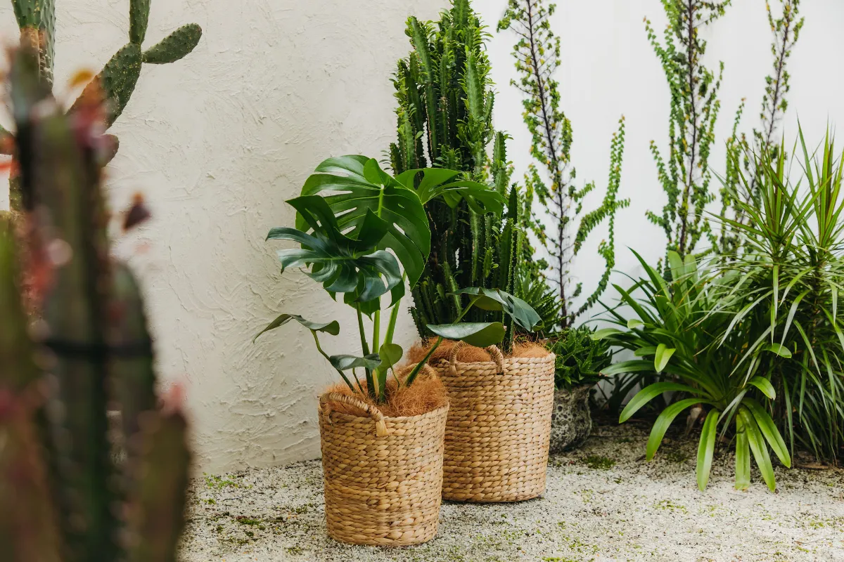Cactus, monstera and ornamental grasses in woven baskets on white stone