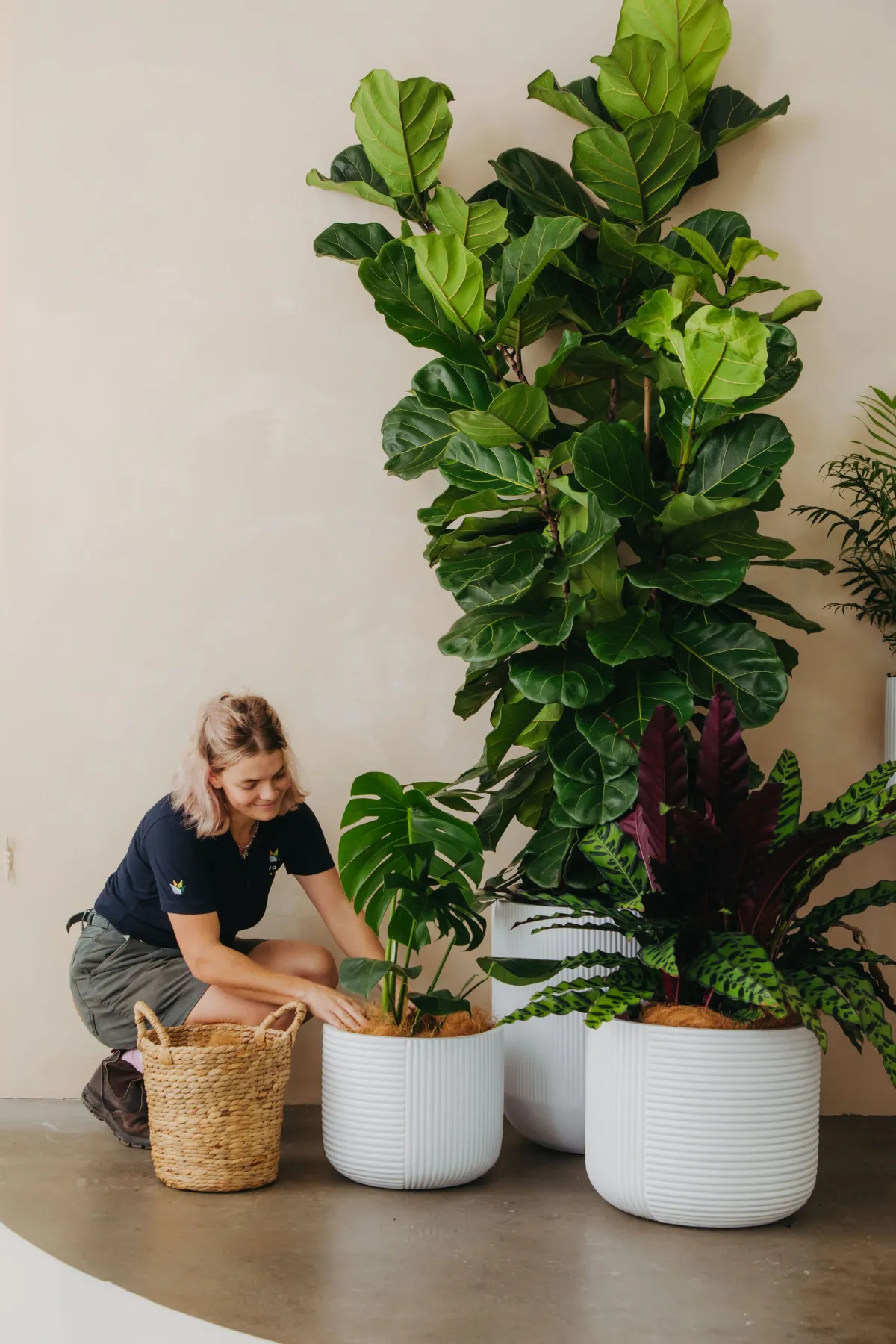 Advance Plants technician styling a large fiddle leaf fig in a white pot