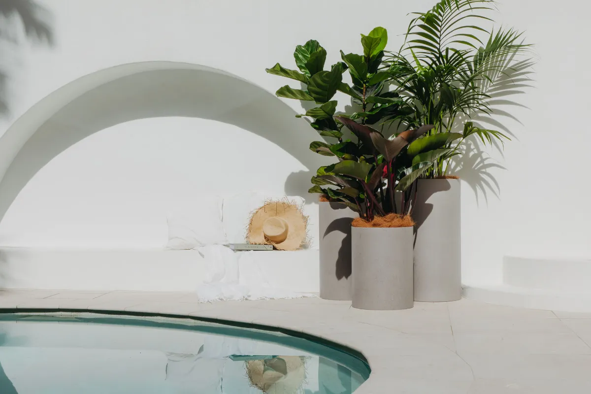 Palms and a fiddle leaf fig in grey cylinder pots beside a pool