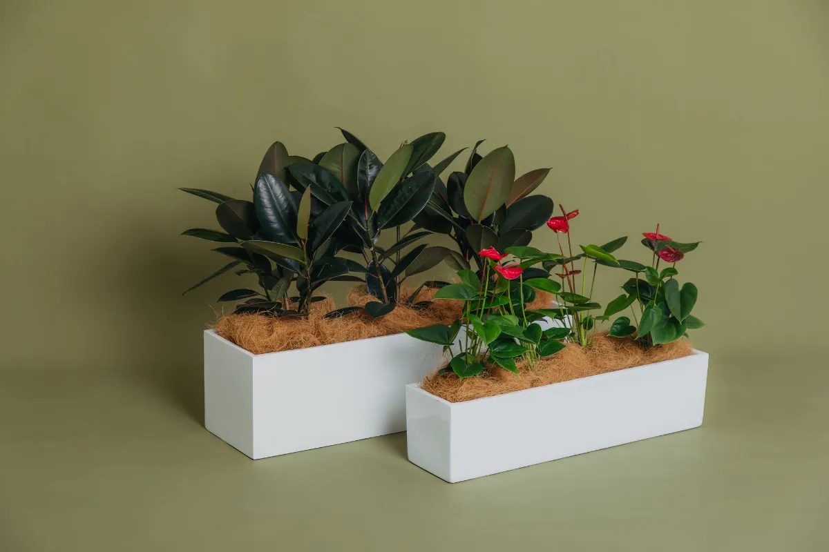 Rubber plants and red anthuriums in low white troughs
