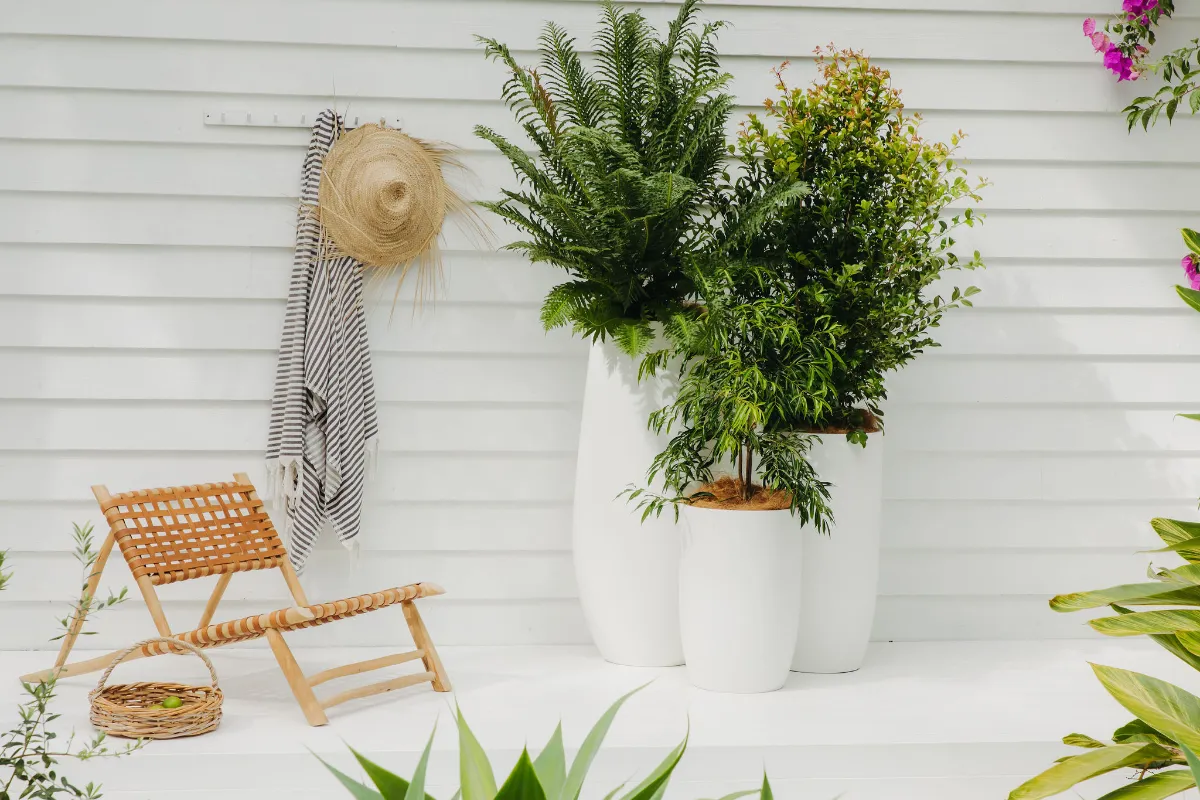 Ferns and lily pilly in tall white vases against a white wall