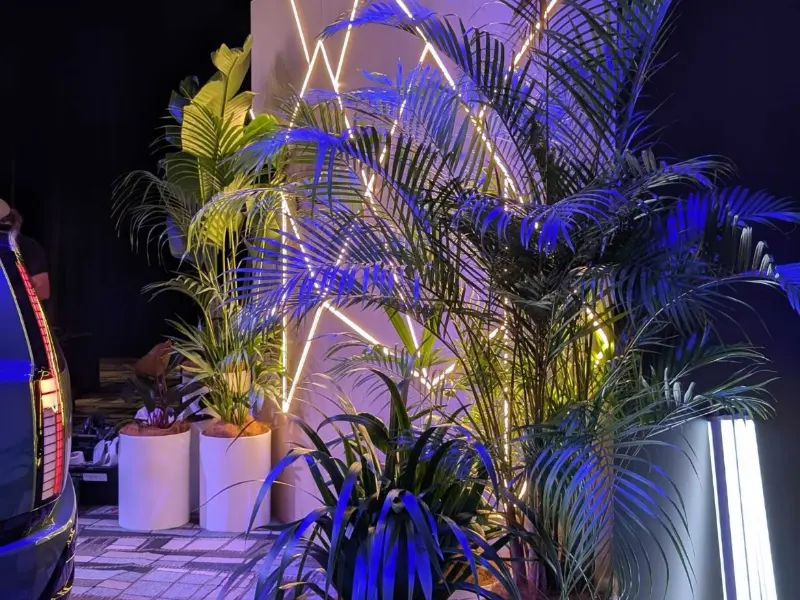 Palms in white cylinder pots lit in blue and gold at night beside an event entrance at Sheraton Grand Mirage, Gold Coast