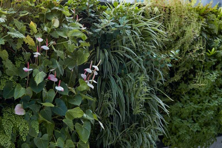 A professional close up photograph a green wall. Maintained by Advance Plants
