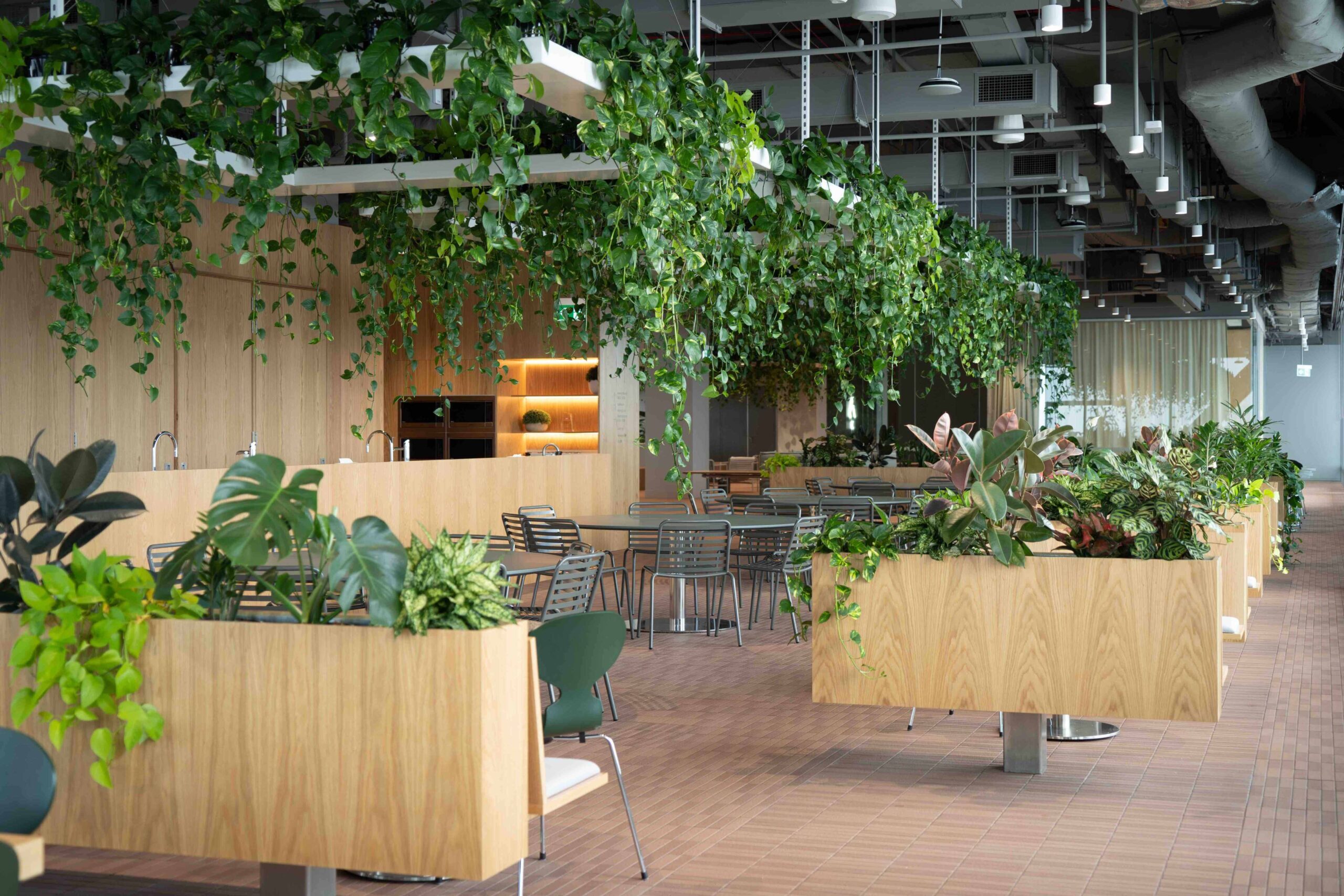 Biophilic office Brisbane CBD indoor plantscaping by Advance Plants