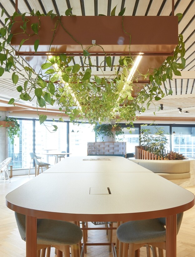 Professional photography of Deloitte Brisbane's staff kitchen, with trailing Pothos hanging from the kitchen table lighting fixture.