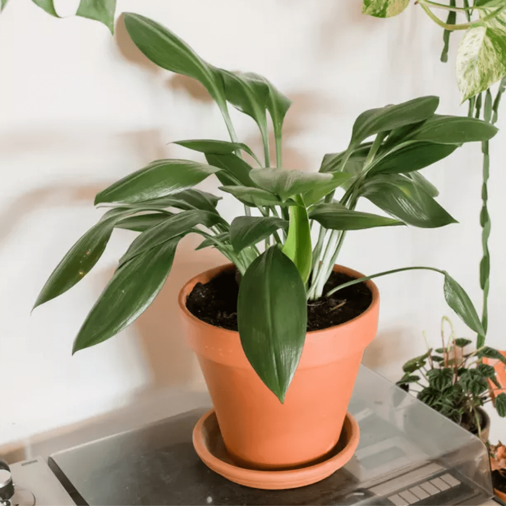 A close up of a potted cast-iron plant.