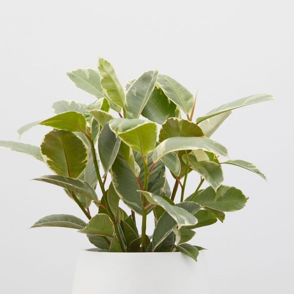 A close up of a potted Ficus Elastica in a white planter.