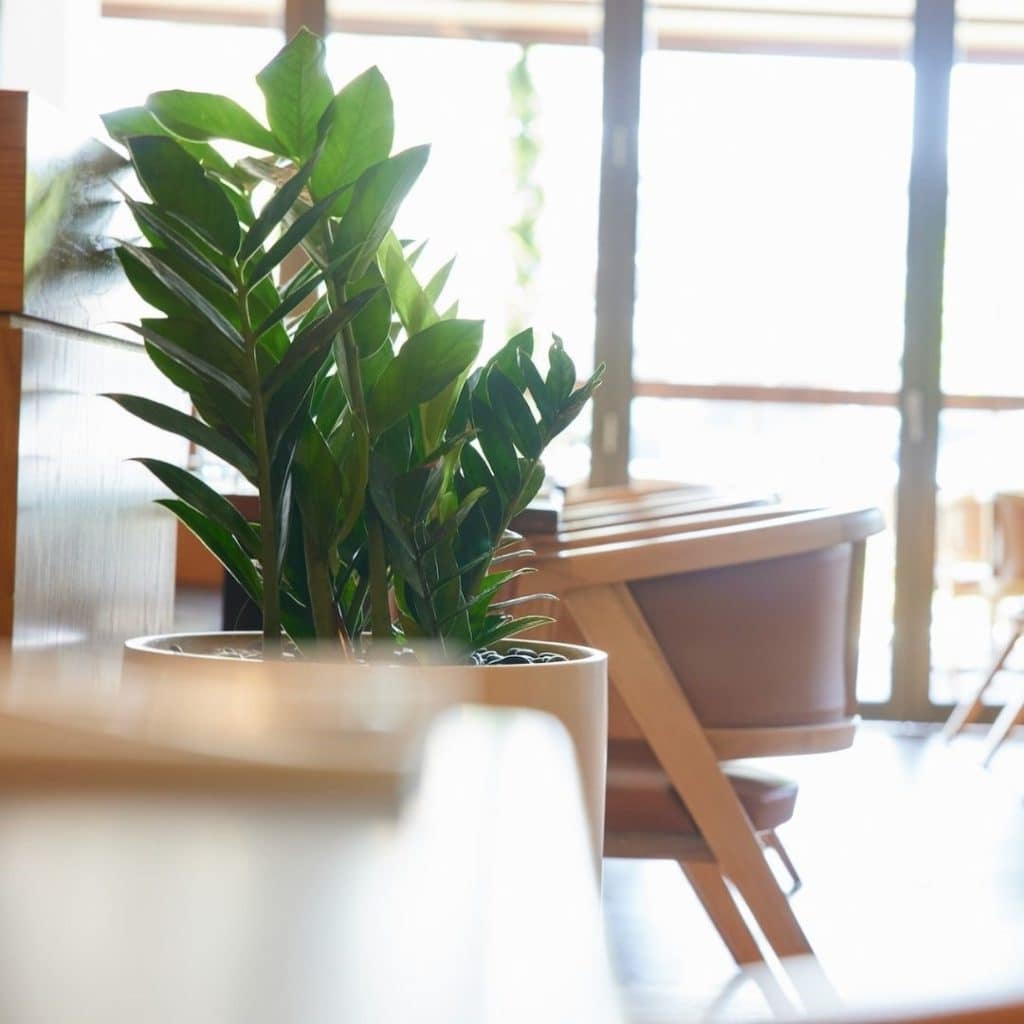 A close up of a potted Zanzibar Gem in a light pink floor planter, at Miss MoneyPenny's restaurant on the Gold Coast.