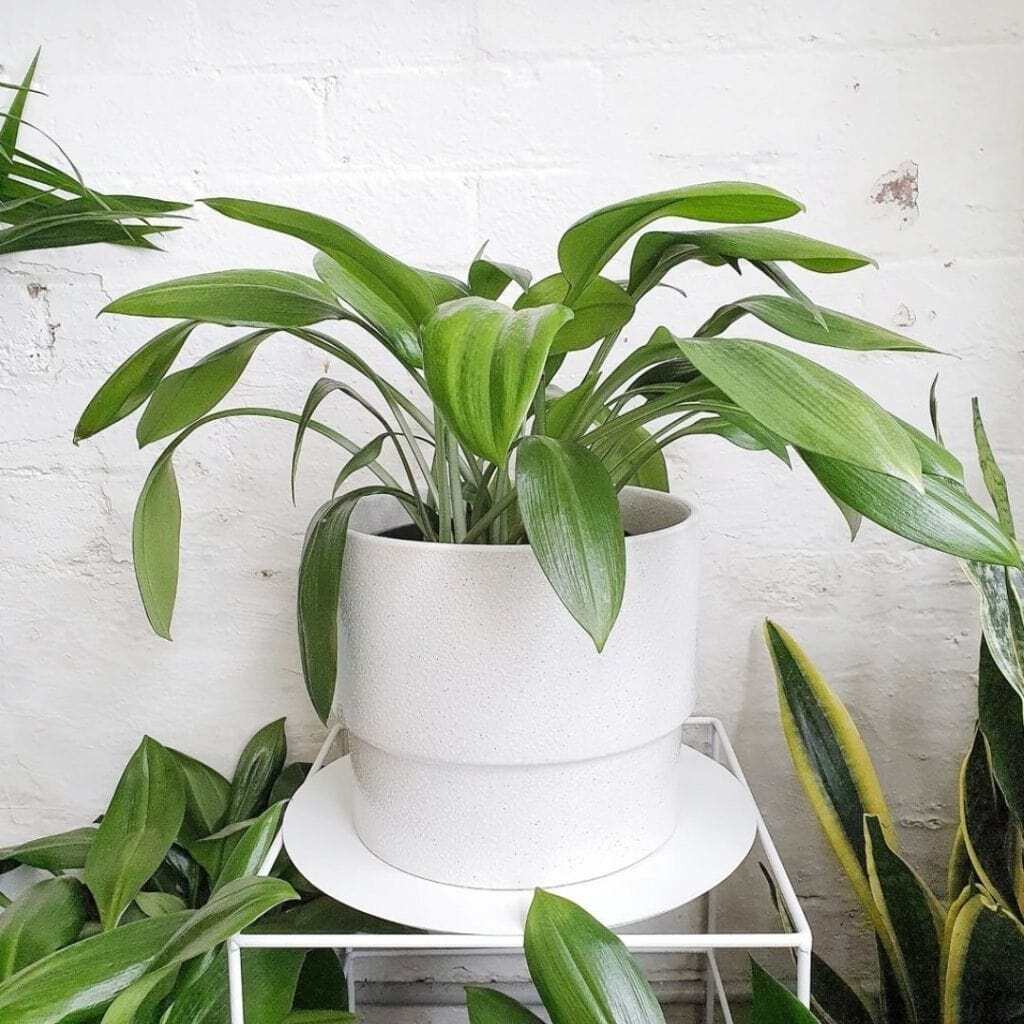 A close up of a Green Supreme in a white planter.
