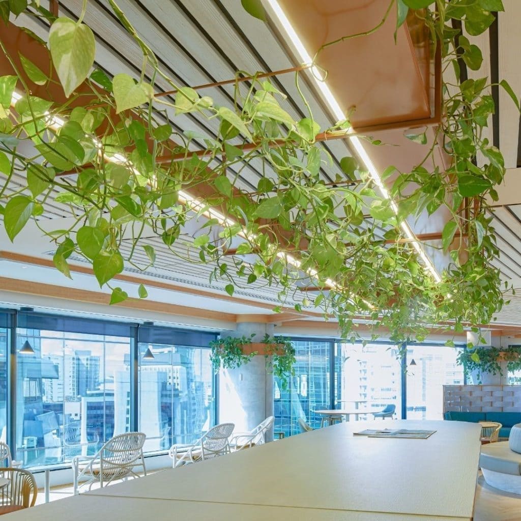 Professional photo of Deloitte Brisbane's staff kitchen, with trailing Pothos hanging from the kitchen table lighting fixture. Representing our indoor plant hire services.