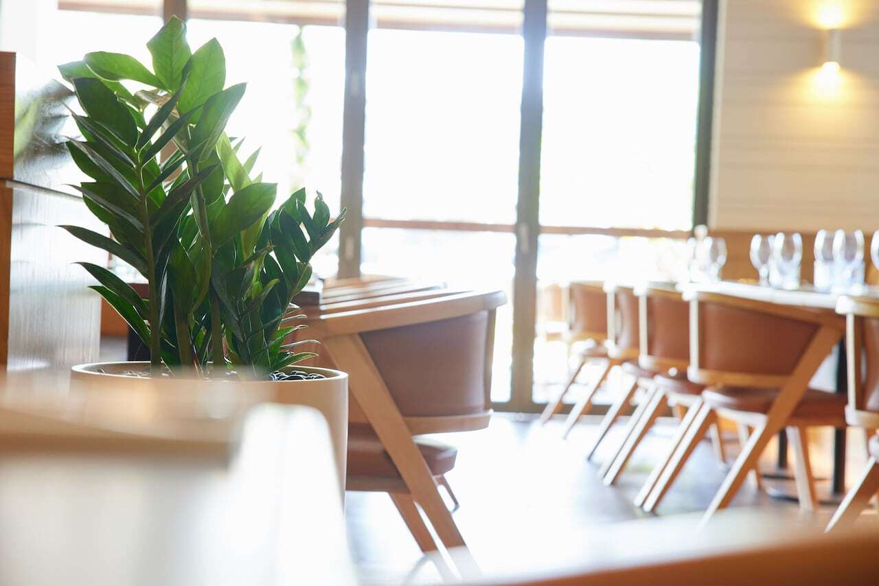 Low light indoor plants: A close up of a potted Zanzibar Gem at Miss Moneypenny's Broadbeach