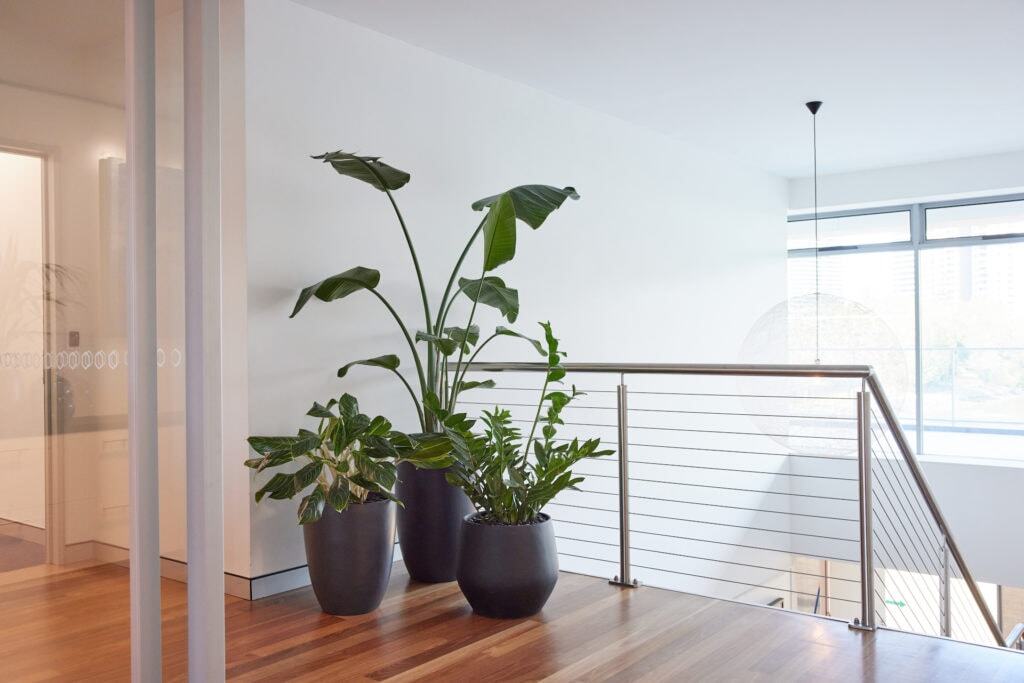 The office of Crest Advisors at 4 Miami Key, Broadbeach Waters with three stylised floor plants.