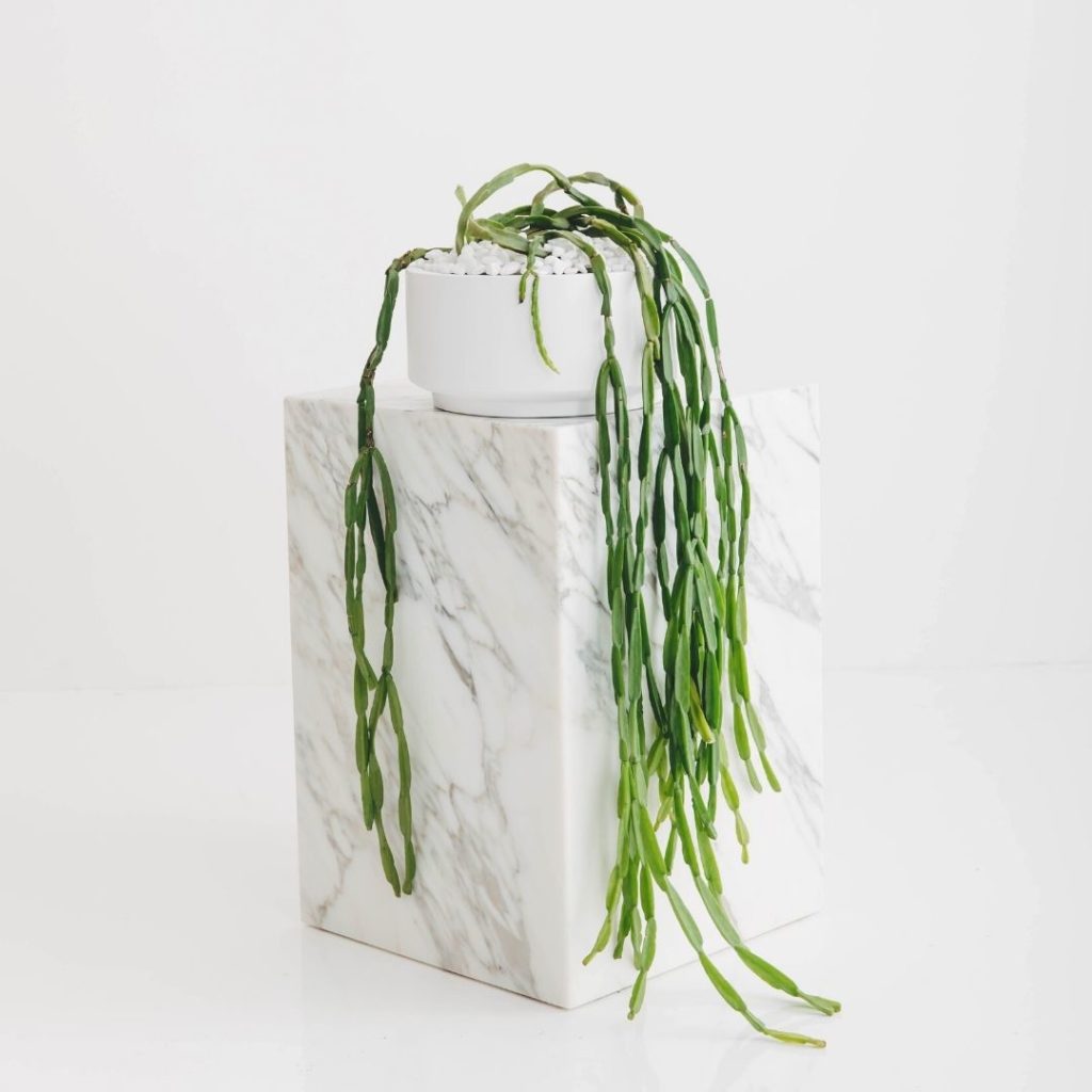 A close up of a potted Rhipsalis, trailing off of a white marble pillar.