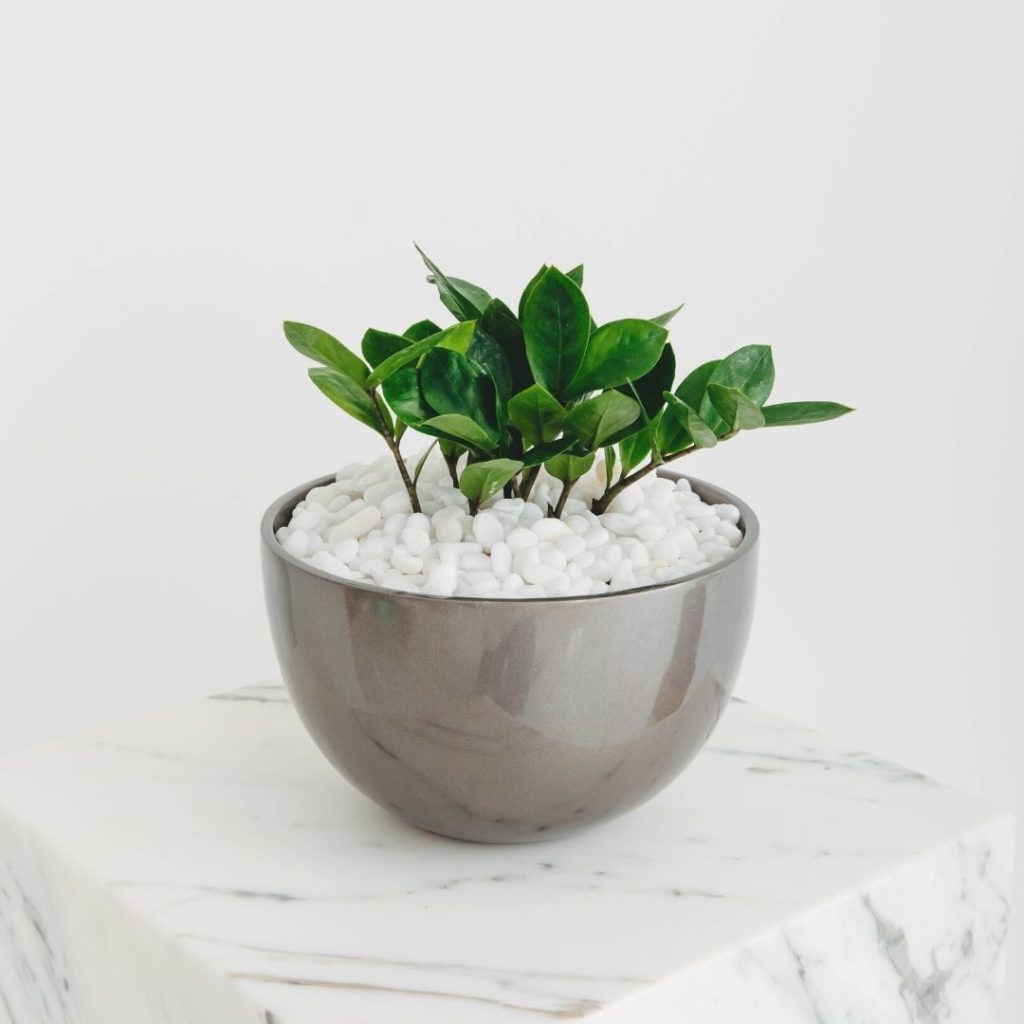 A close up professional photo of a small Zanzibar Gem in a round, shiny grey planter on a white marble pillar.