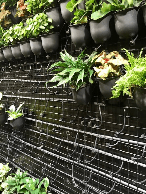 Plant pods on green wall structure