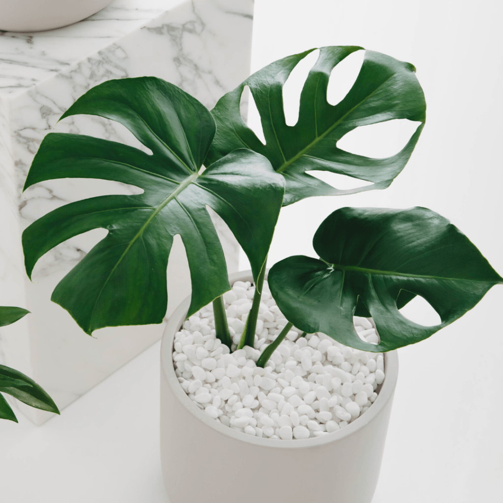 Monstera plant