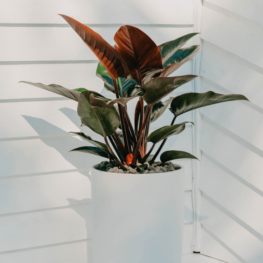 Blushing Philodendron plant