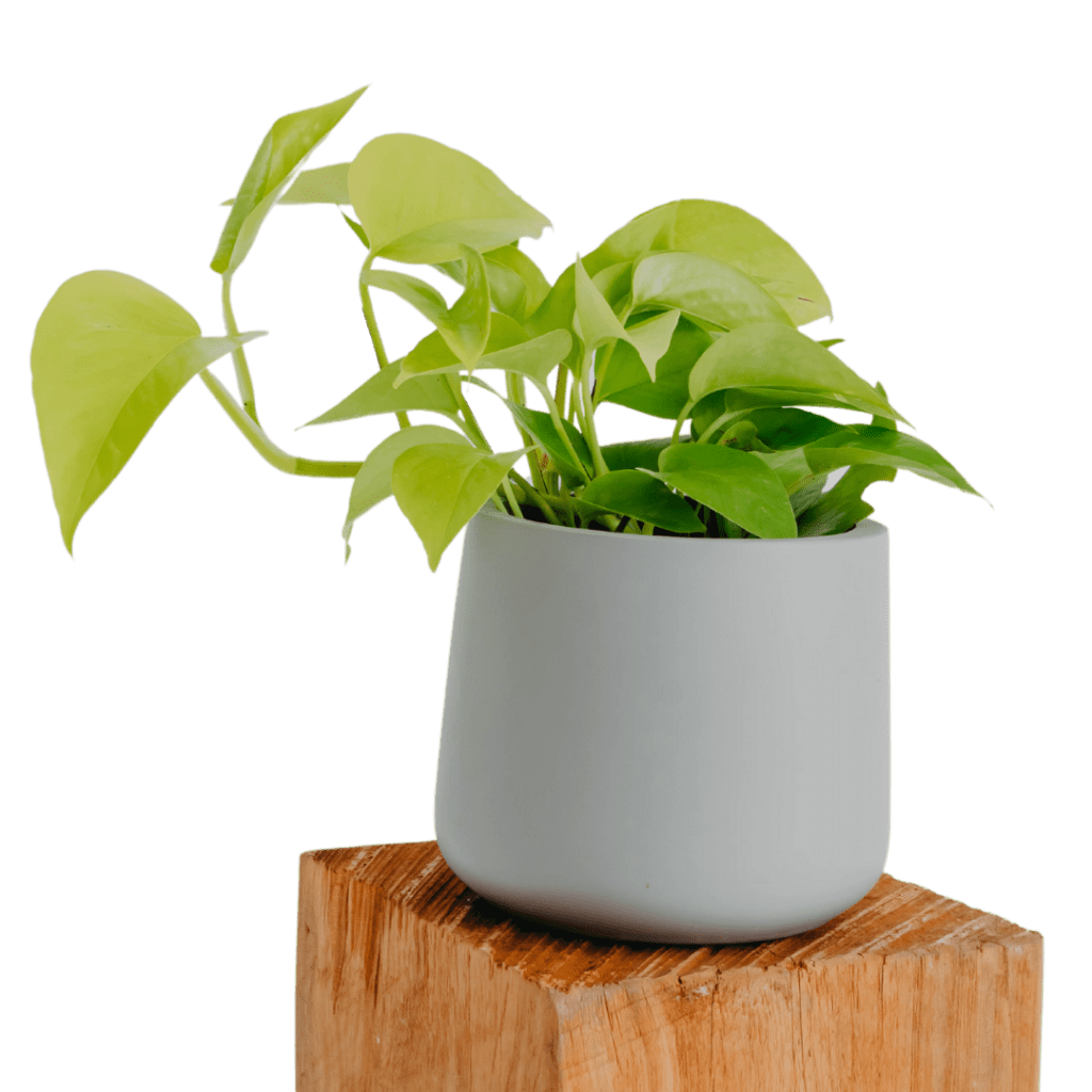 Golden Pothos plant