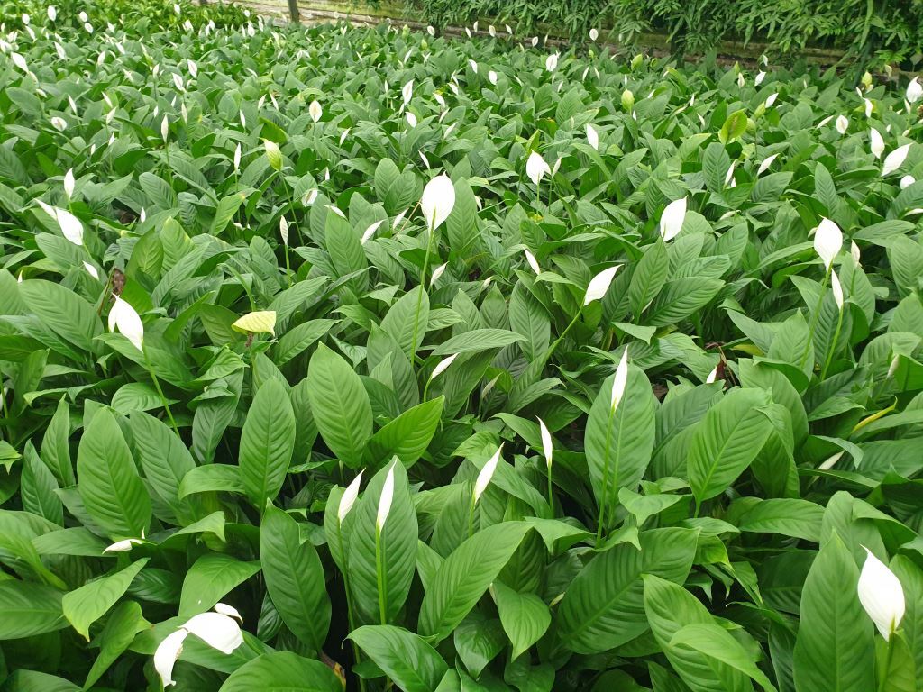 Tingalpa Wholesale Nursery