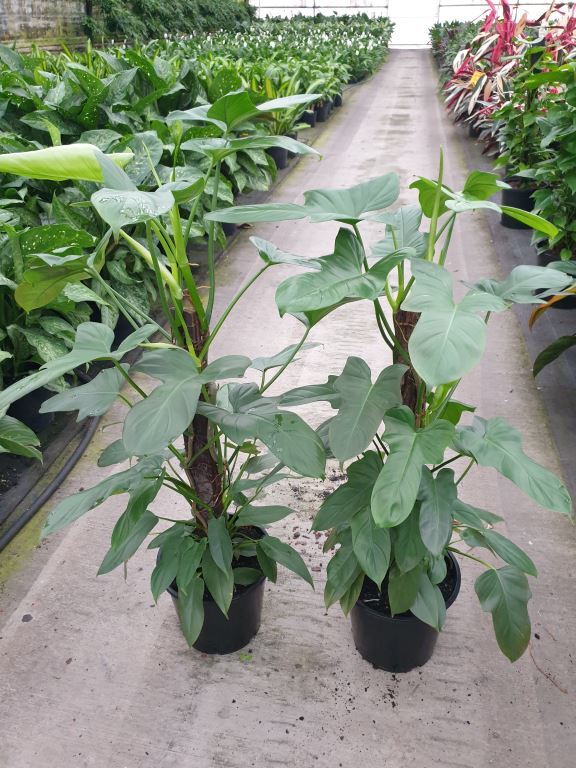 Tingalpa Wholesale Nursery