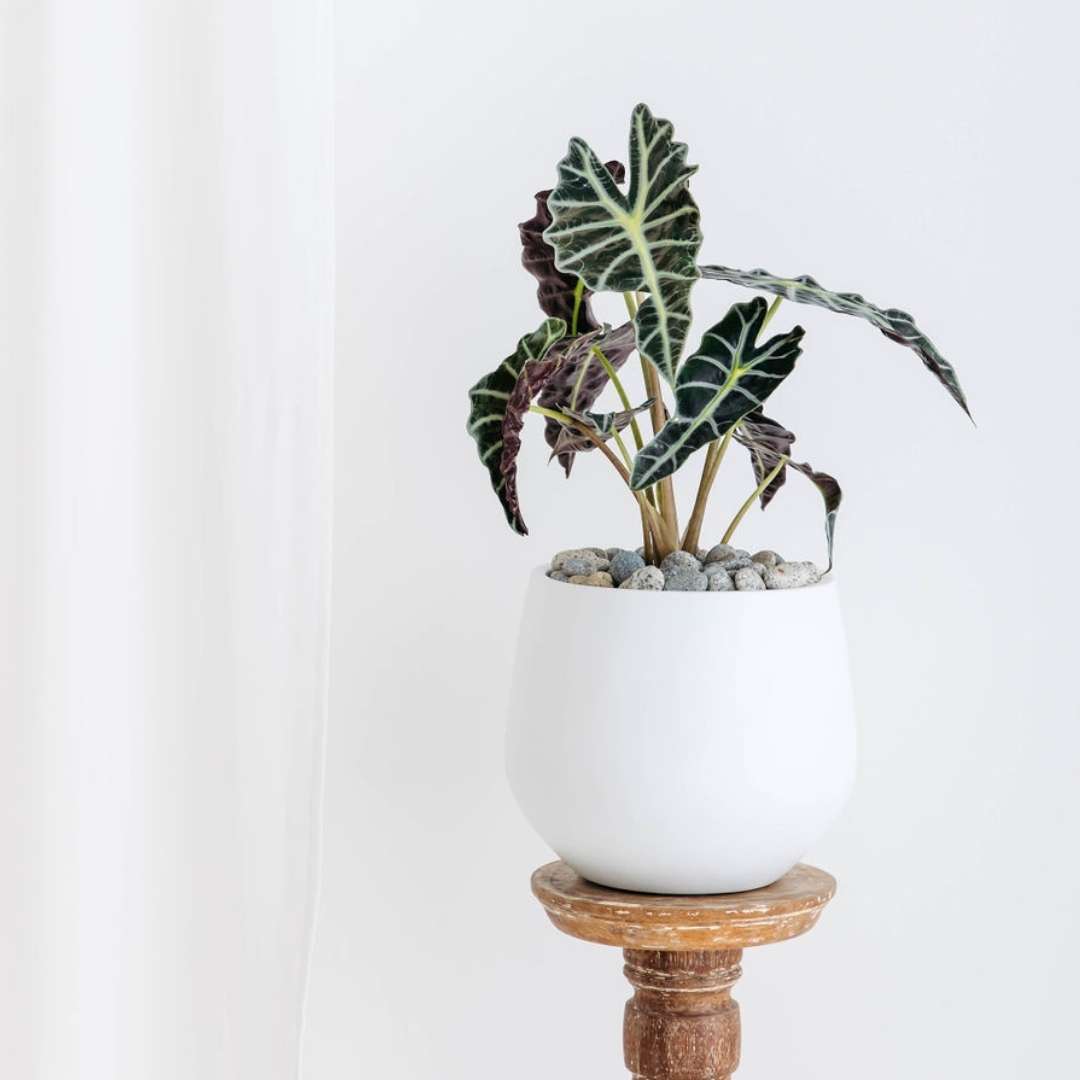 Alocasia Amazonica indoor plant