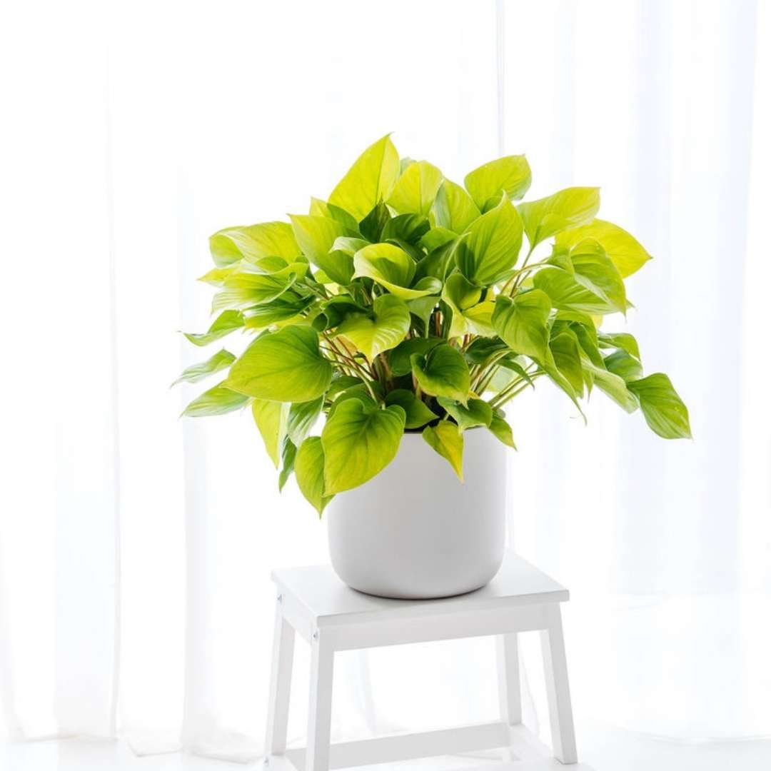 Homalomena lemon glow indoor plant