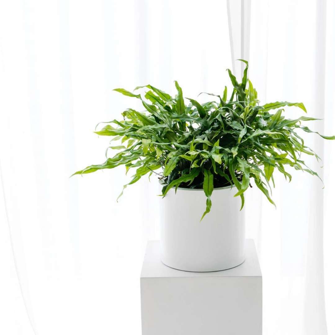 Kangaroo fern indoor plant