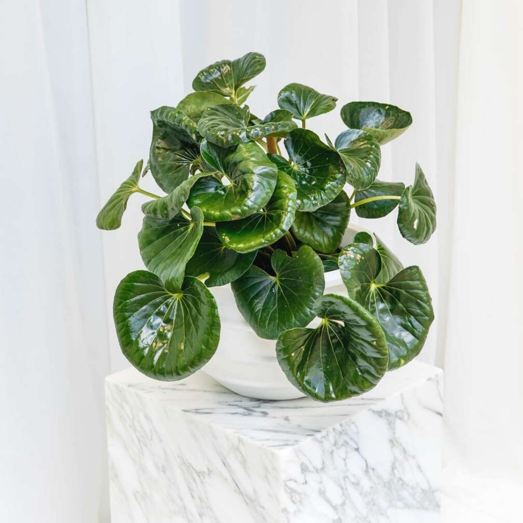 Ligularia reniformis (tractor seat plant) indoor plant