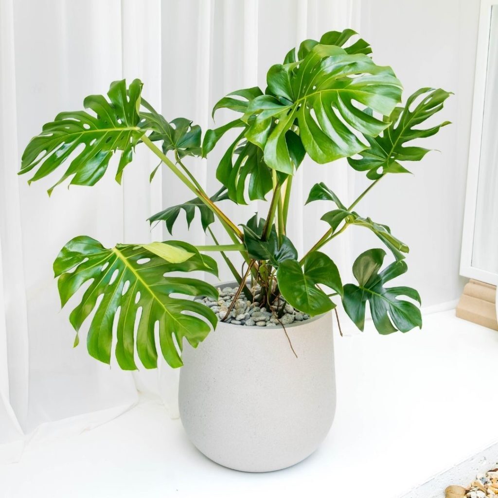 Monstera