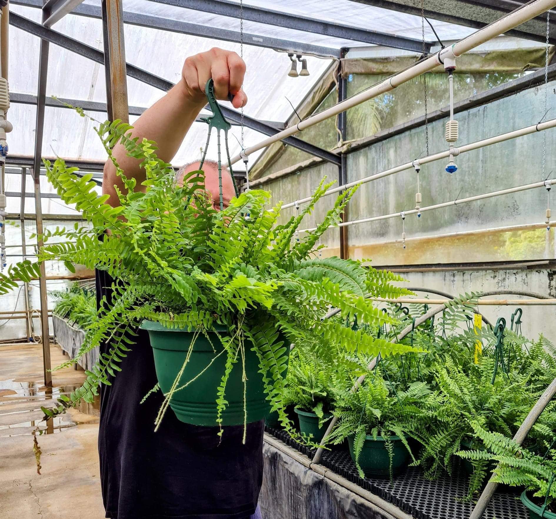 Mt Nathan Nursery and Propagation, Gold Coast