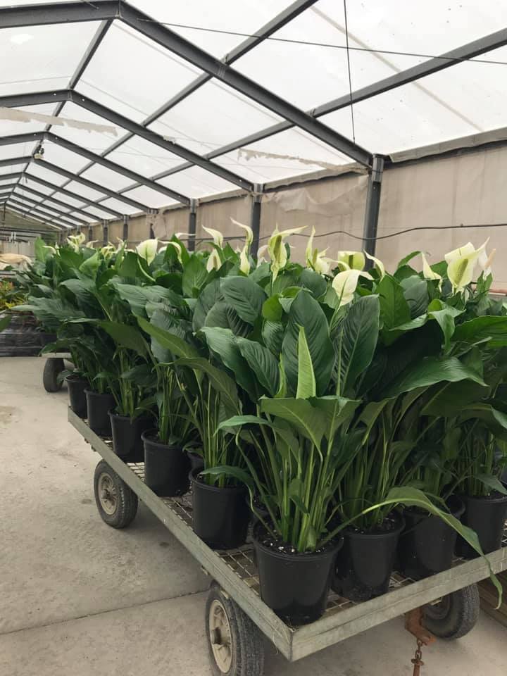 Mt Nathan Nursery and Propagation, Gold Coast