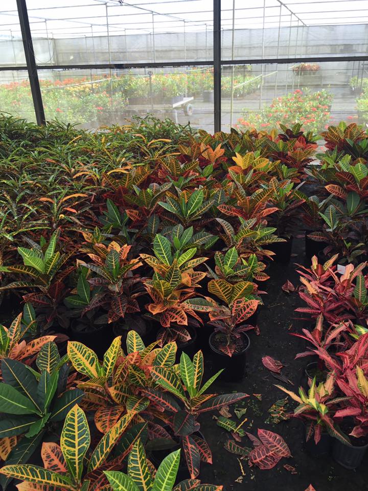 Mt Nathan Nursery and Propagation, Gold Coast