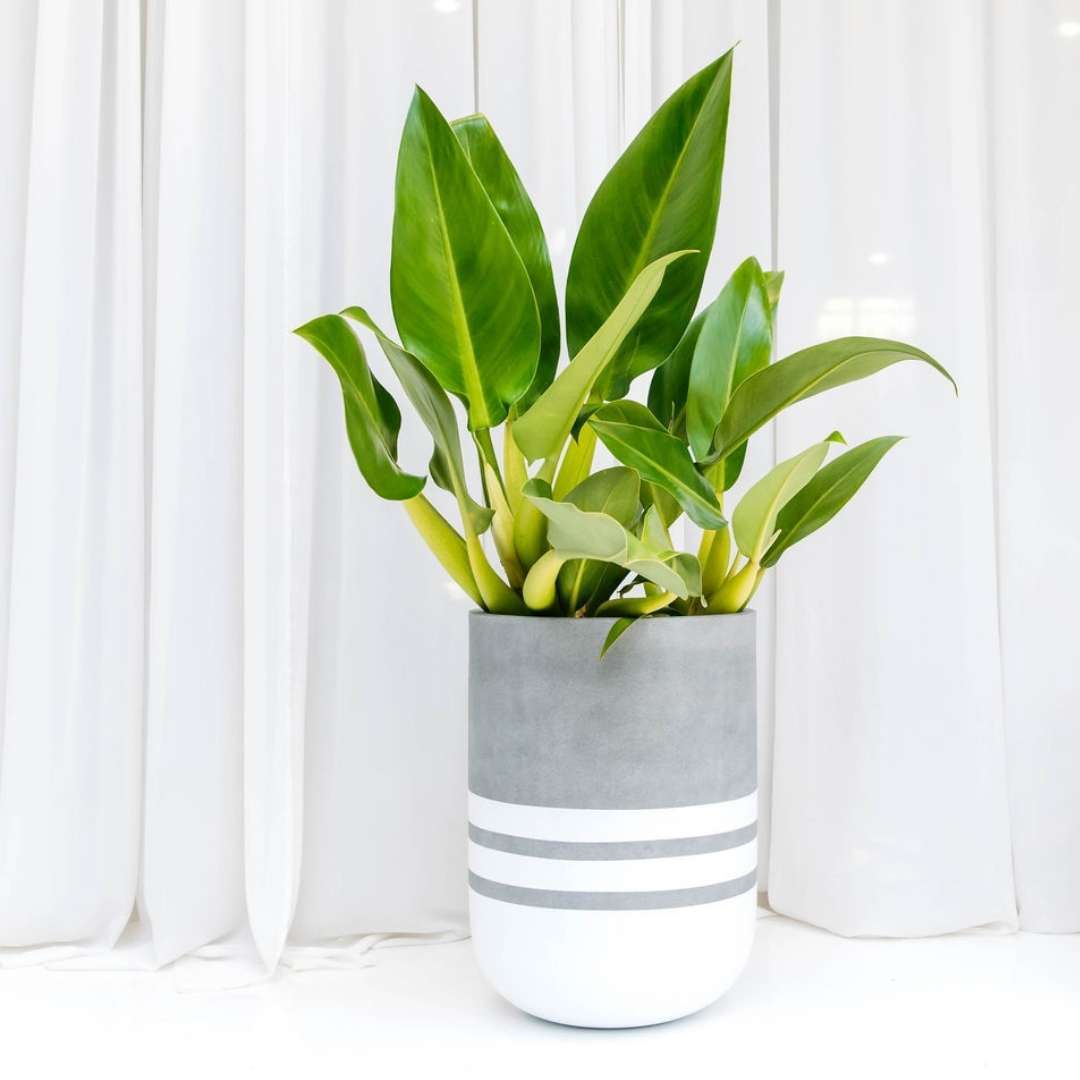 Philodendron martianum (fat boy) indoor plant