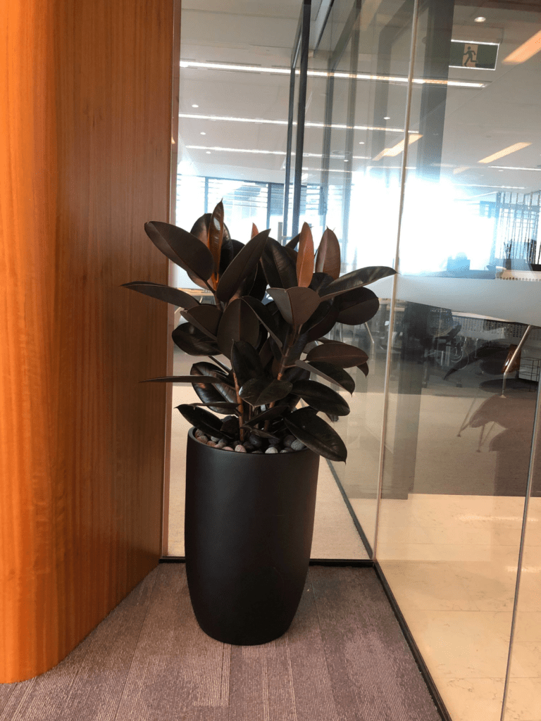 GRT Lawyers, Brisbane City