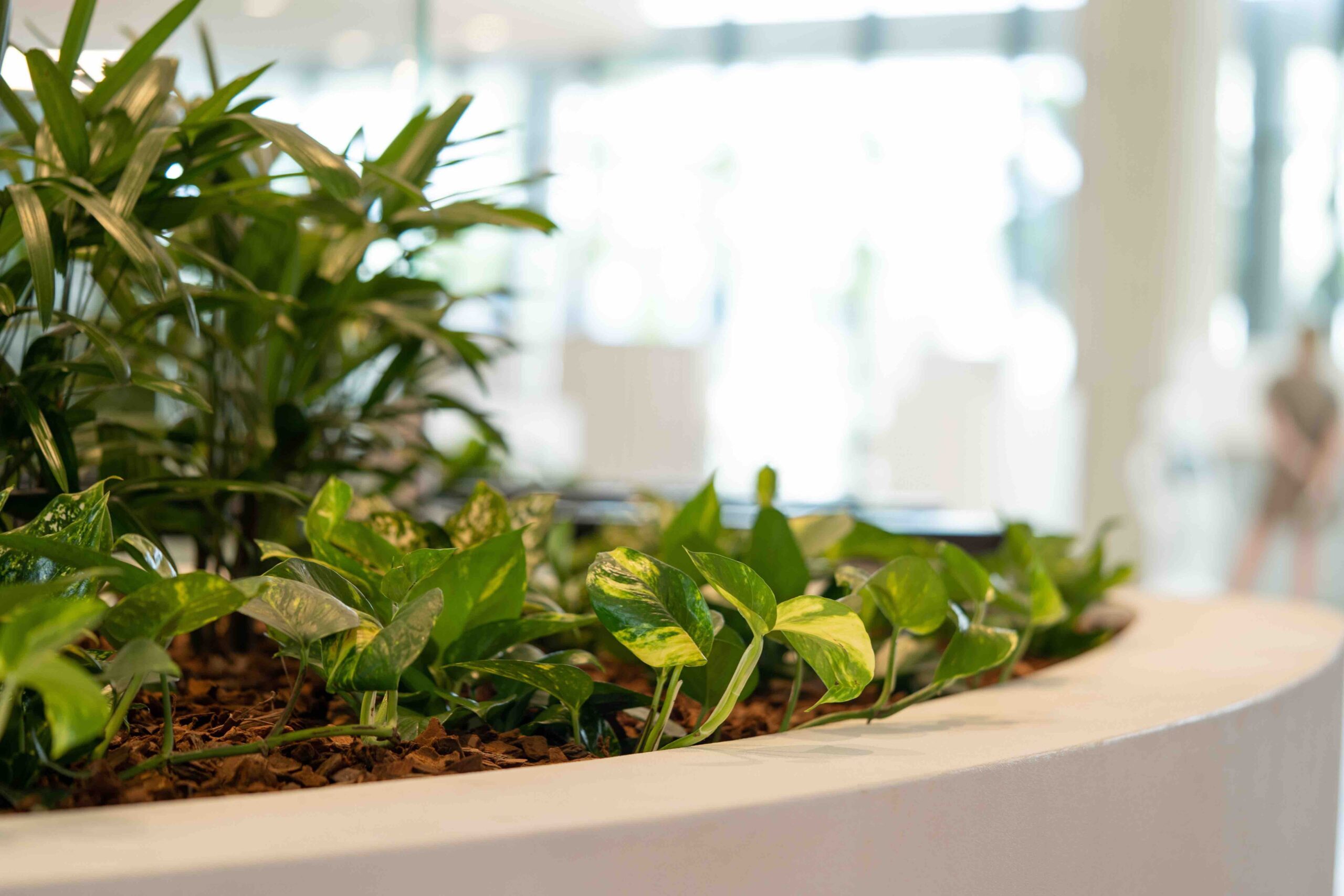 Sunshine Coast office plants