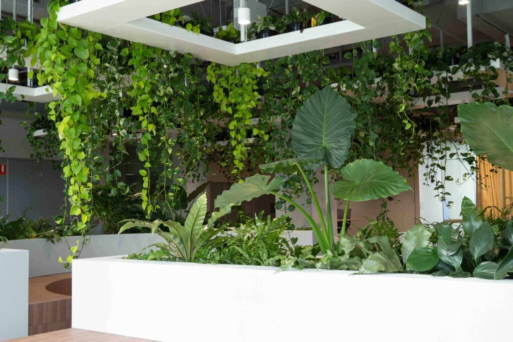 Biophilic office Brisbane CBD