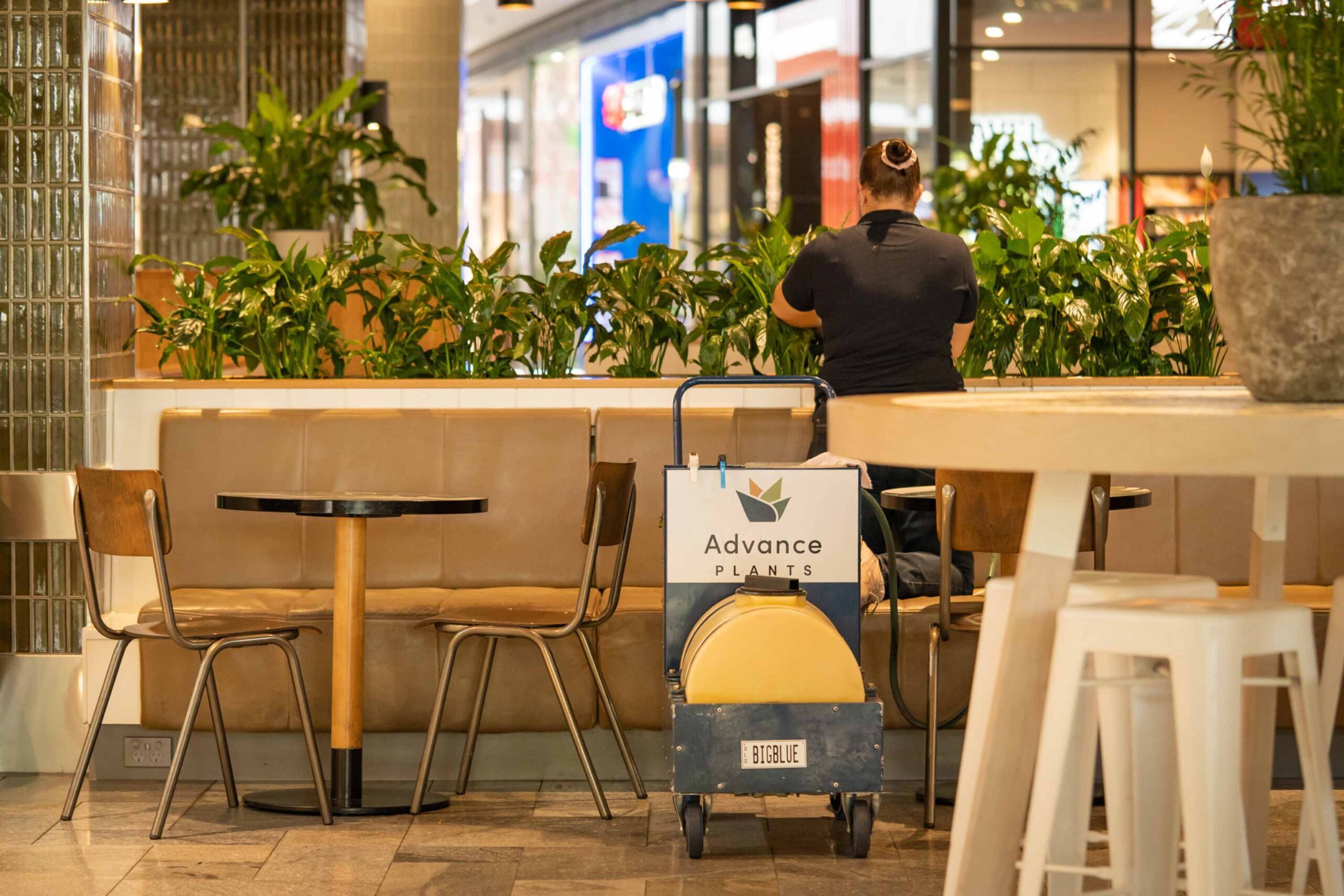 Westfield Coomera indoor plants