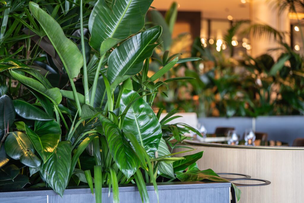 Queens's Wharf interior plant installation, the Star Brisbane