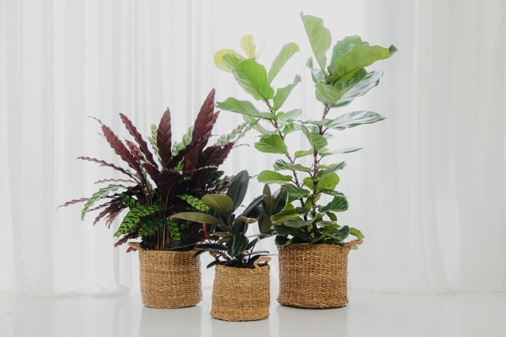 Short term event plant hire for Brisbane and the Gold Coast, weddings