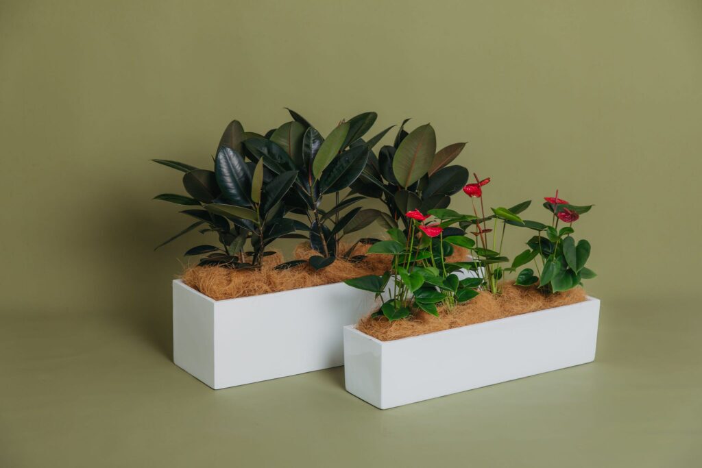 Short term event plant hire for Brisbane and the Gold Coast, conferences and exhibitions