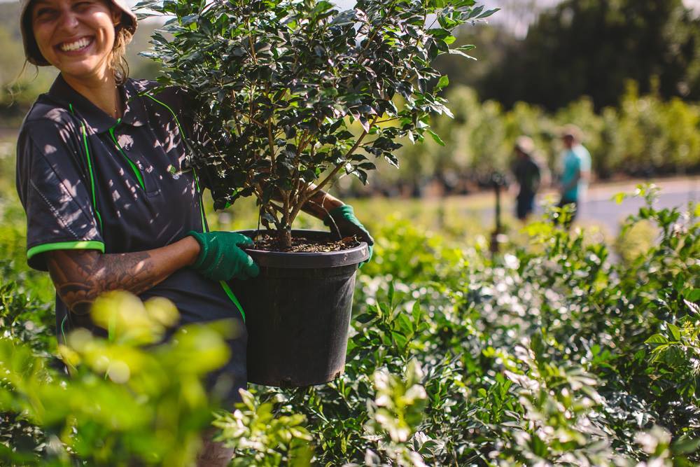 Lake Devon Nursery (Upper Coomera)